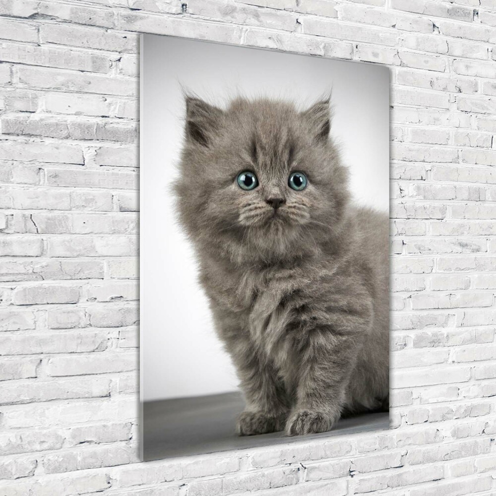 Tableau photo sur verre Chat gris britannique