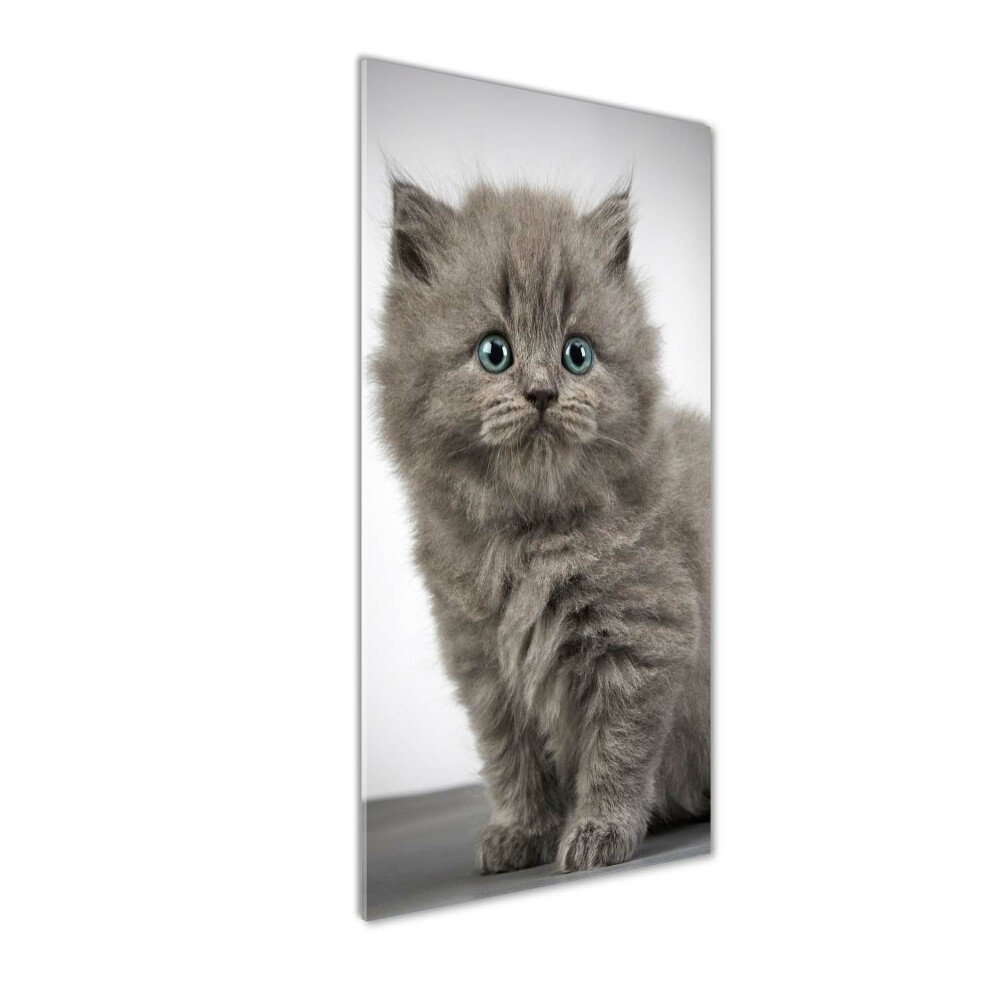 Tableau photo sur verre Chat gris britannique