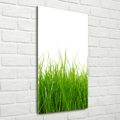 Tableau photo sur verre Herbe verte