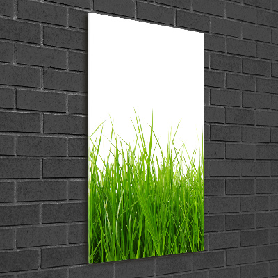 Tableau photo sur verre Herbe verte