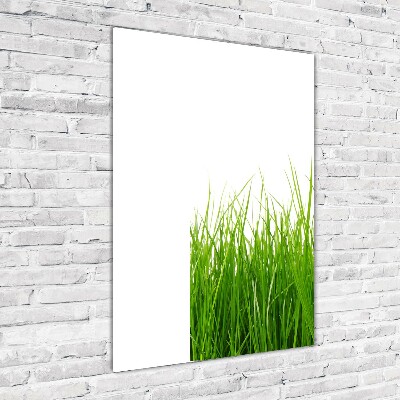 Tableau photo sur verre Herbe verte