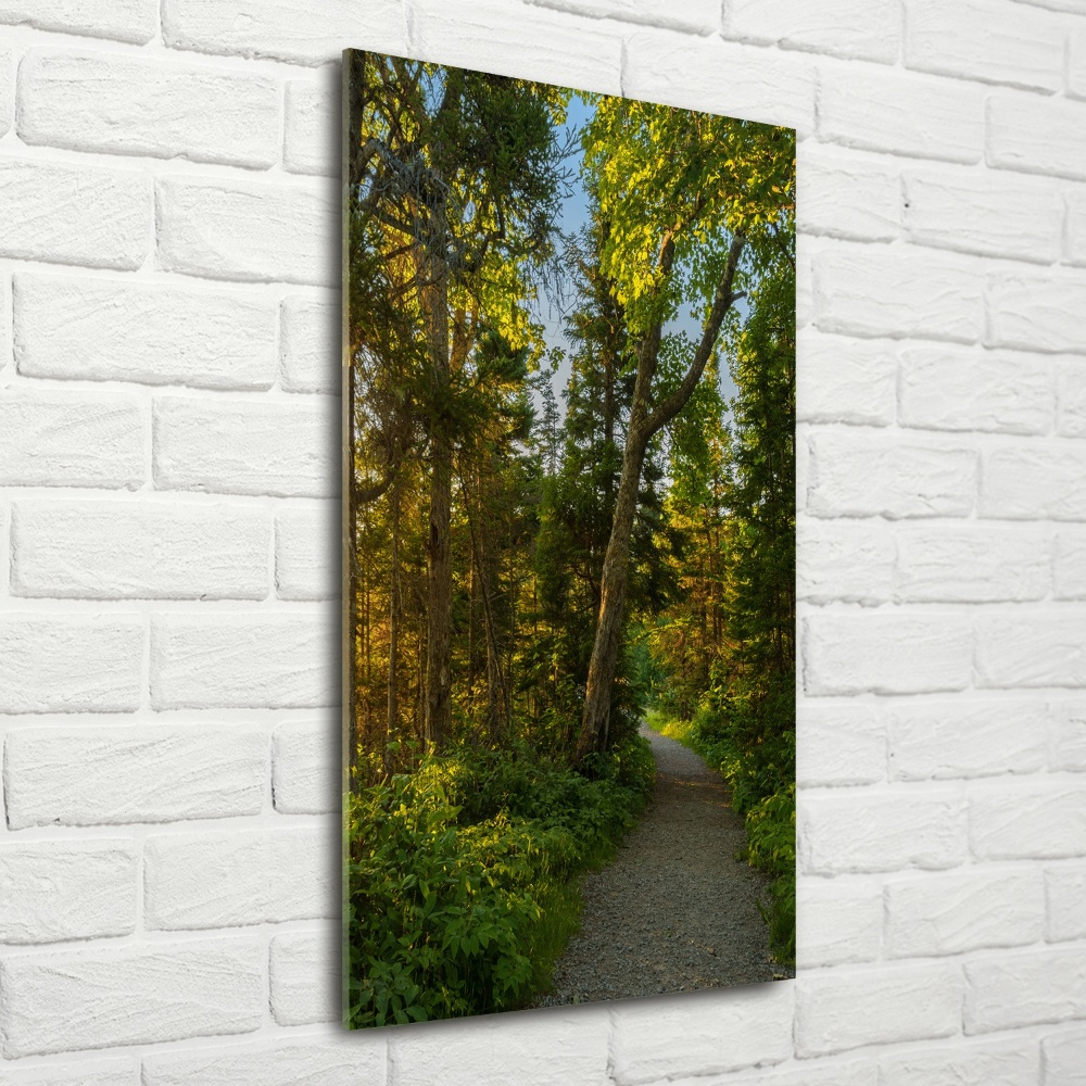 Tableau photo sur verre Un chemin dans la forêt