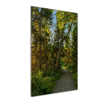 Tableau photo sur verre Un chemin dans la forêt