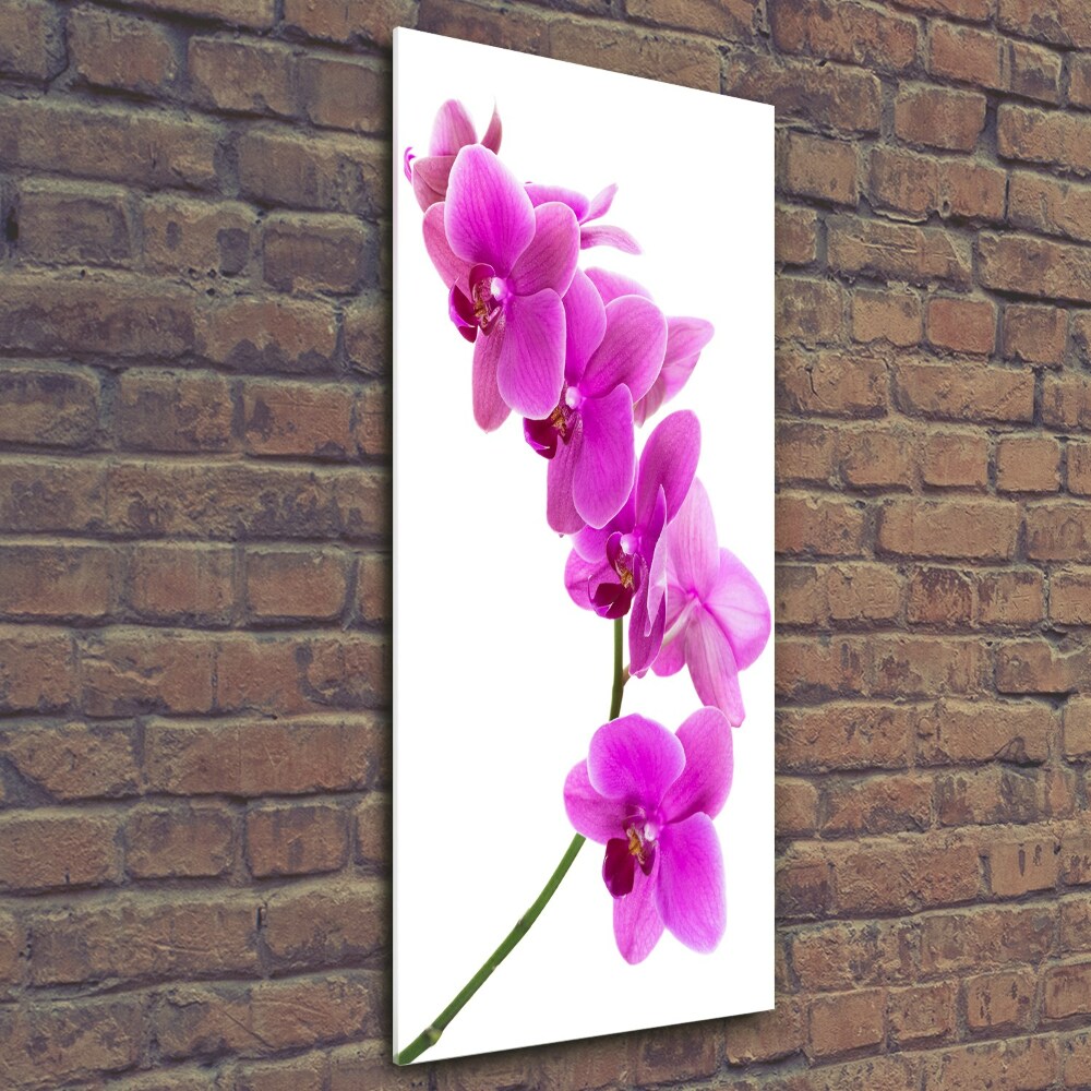 Tableau photo sur verre Orchidée rose fleur