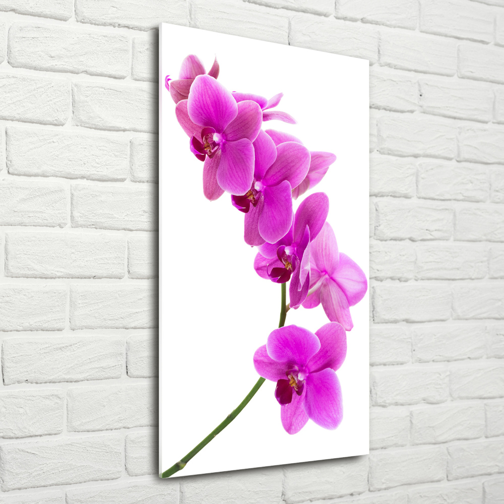 Tableau photo sur verre Orchidée rose fleur