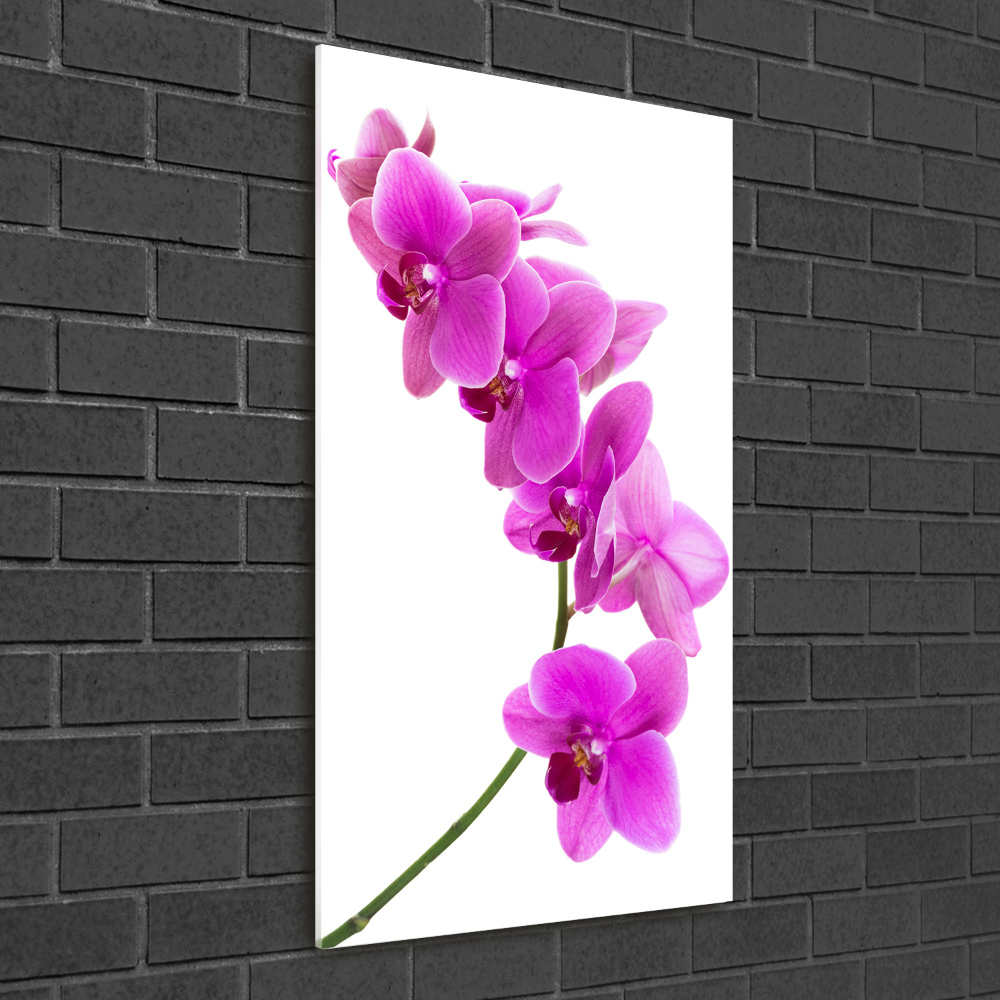 Tableau photo sur verre Orchidée rose fleur