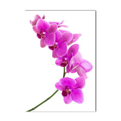 Tableau photo sur verre Orchidée rose fleur