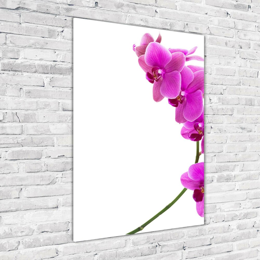 Tableau photo sur verre Orchidée rose fleur