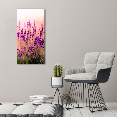 Tableau photo sur verre Champ de lavandes