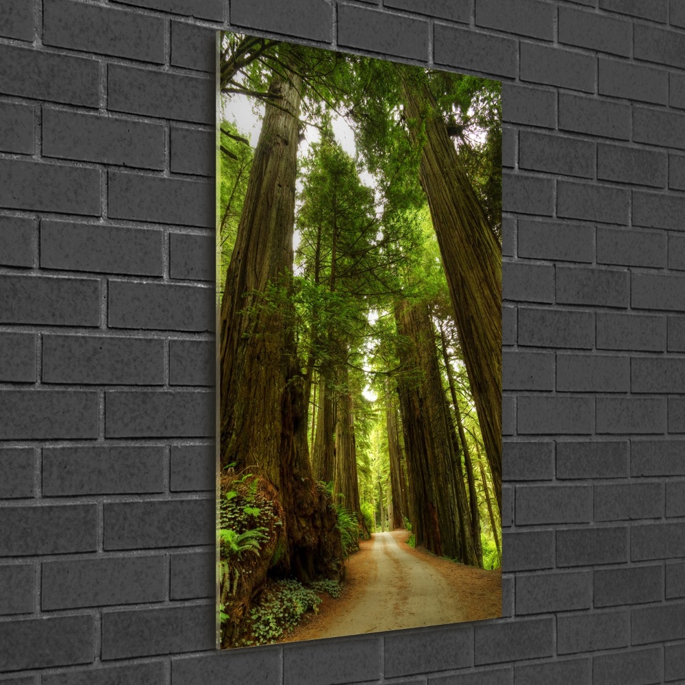 Tableau photo sur verre Chemin dans la forêt