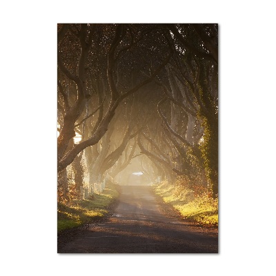 Tableau imprimé sur verre Un chemin dans la forêt