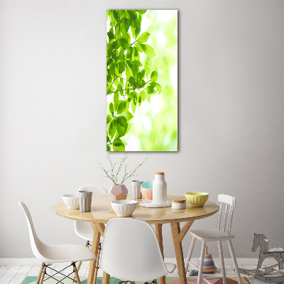 Tableau verre imprimé Feuilles vertes