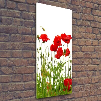 Tableau imprimé sur verre Coquelicots des champs