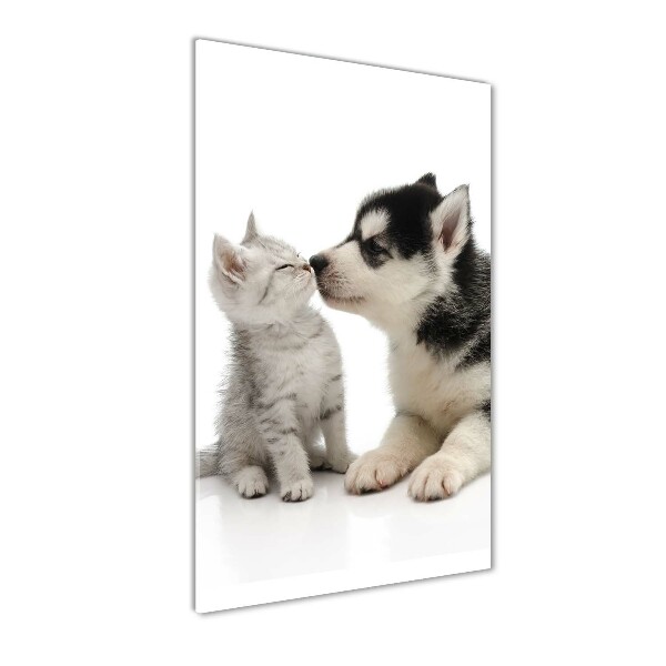 Chien et chat