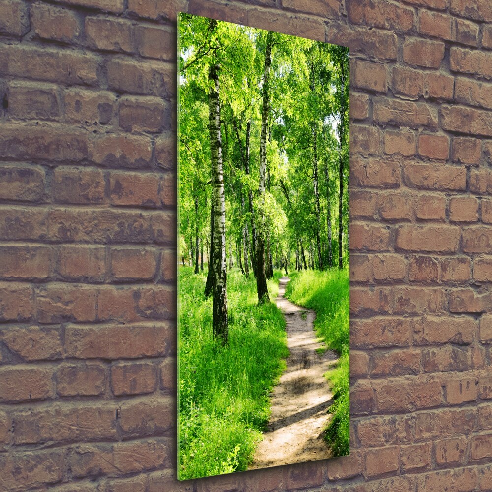 Tableau photo sur verre Forêt bouleau