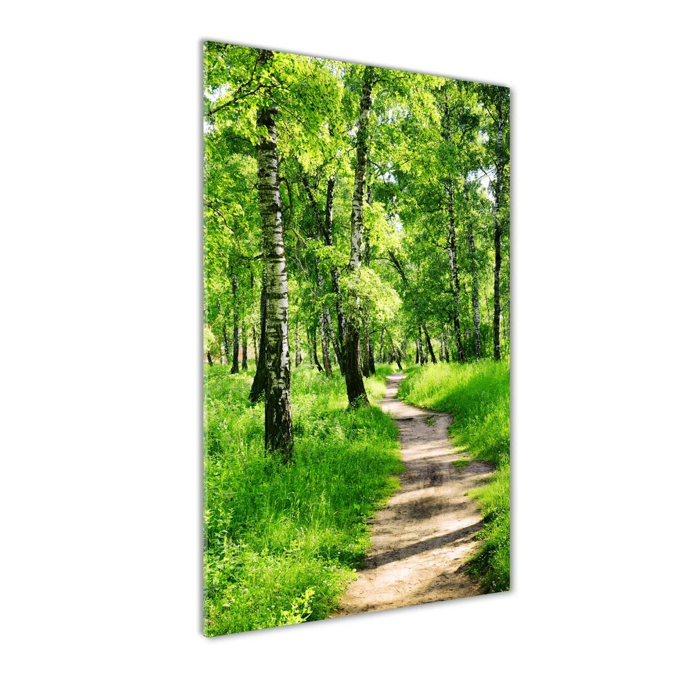 Tableau photo sur verre Forêt bouleau