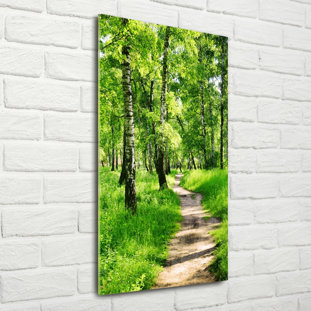 Tableau photo sur verre Forêt bouleau