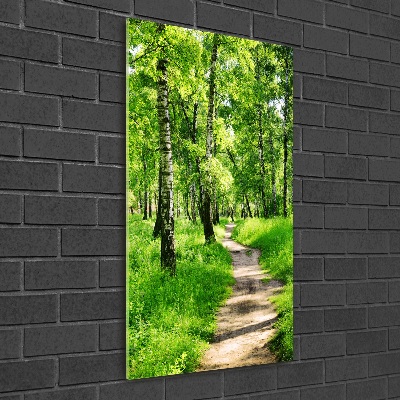 Tableau photo sur verre Forêt bouleau