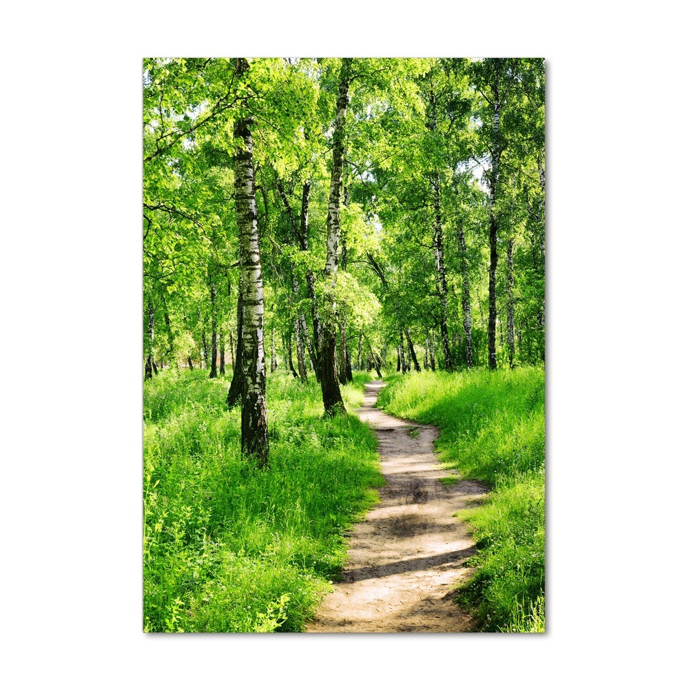 Tableau photo sur verre Forêt bouleau