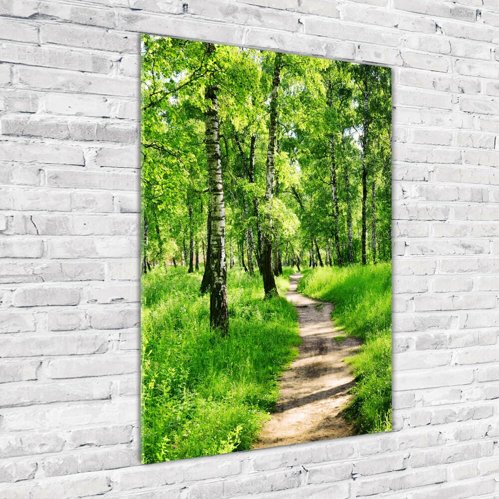 Tableau photo sur verre Forêt bouleau