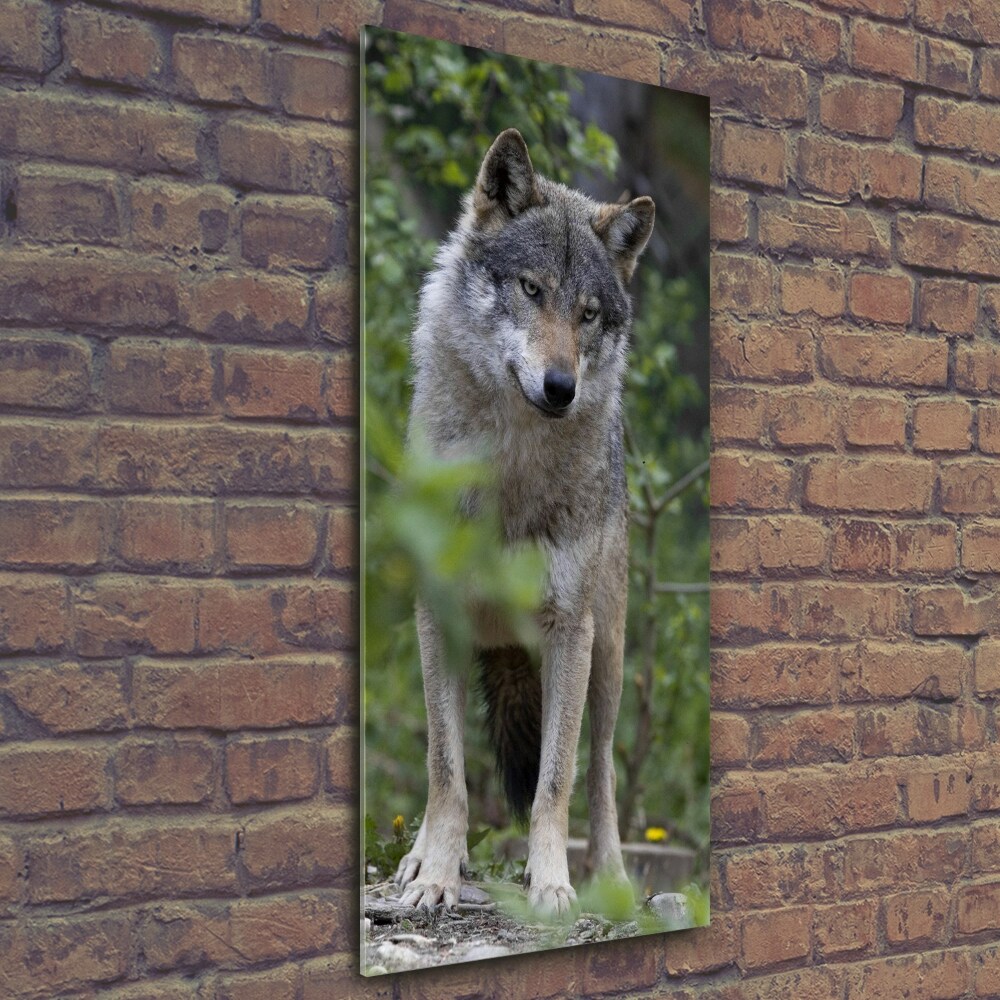 Tableau verre imprimé Loup dans la forêt