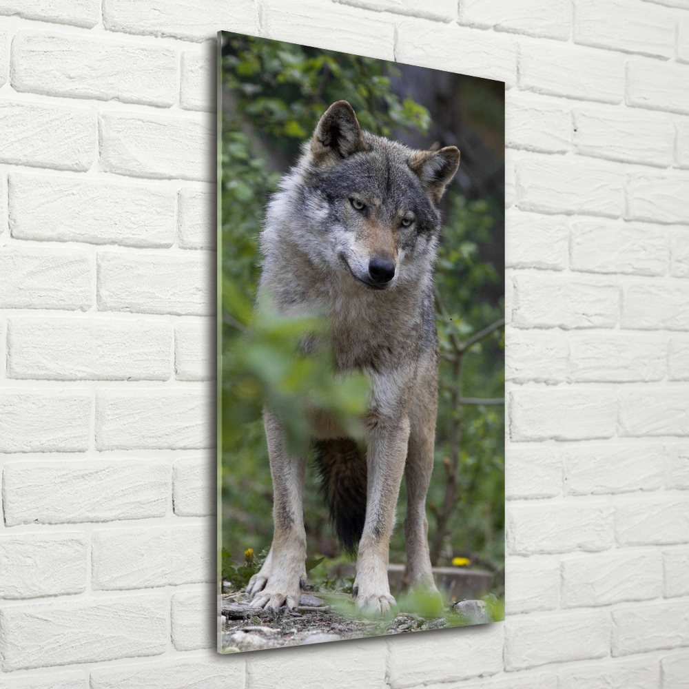 Tableau verre imprimé Loup dans la forêt