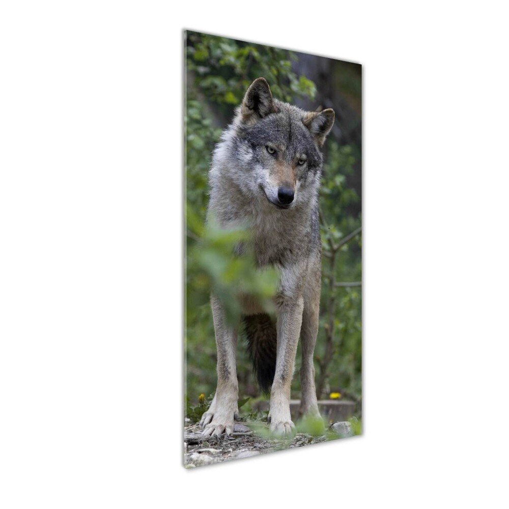 Tableau verre imprimé Loup dans la forêt