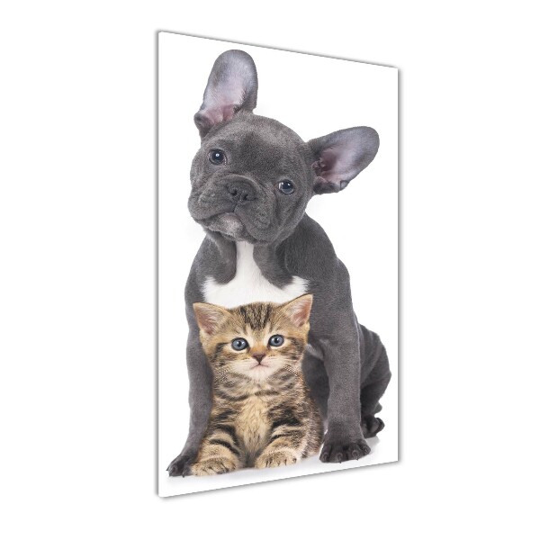 Chien et chat