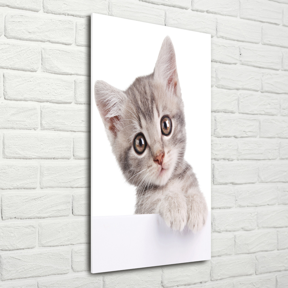 Tableau imprimé sur verre Chat gris