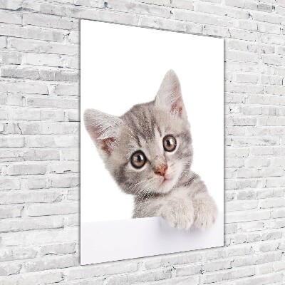 Tableau imprimé sur verre Chat gris