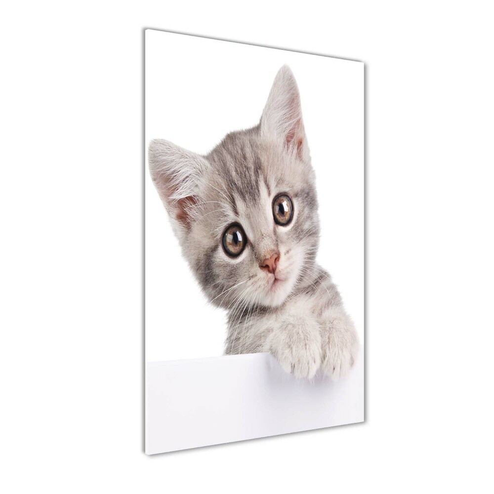 Tableau imprimé sur verre Chat gris