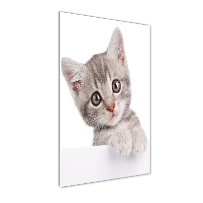 Tableau imprimé sur verre Chat gris