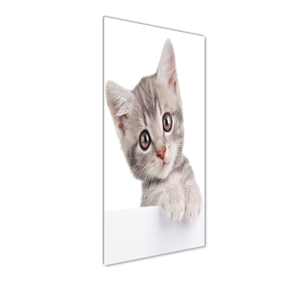 Tableau imprimé sur verre Chat gris