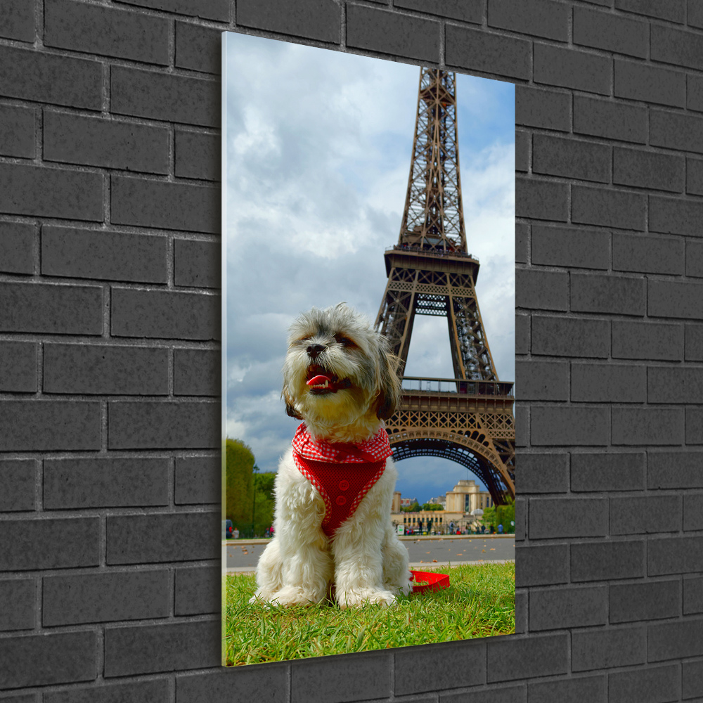 Tableau sur verre Chien à Paris