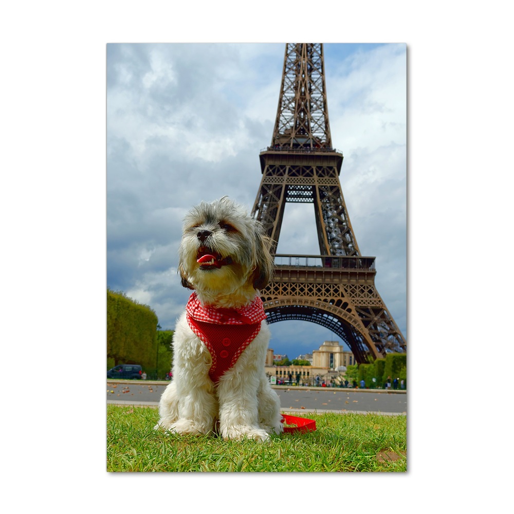 Tableau sur verre Chien à Paris