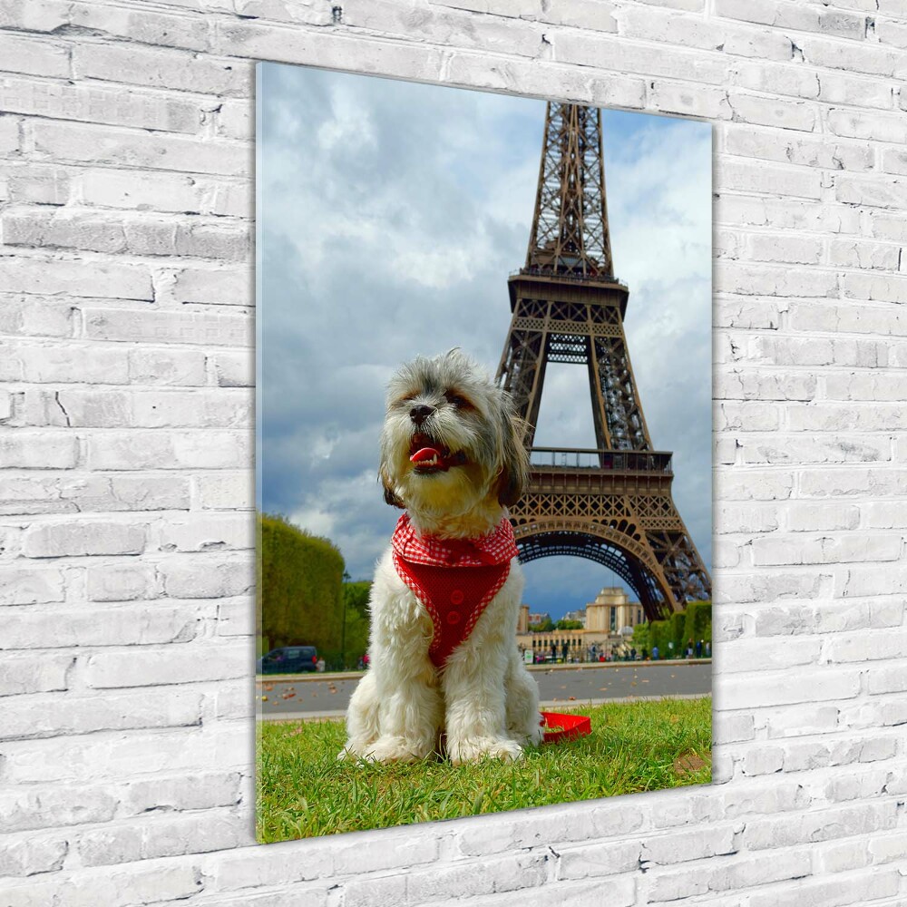 Tableau sur verre Chien à Paris