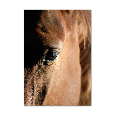 Tableau photo sur verre Cheval