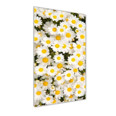 Tableau imprimé sur verre Fleurs de marguerite