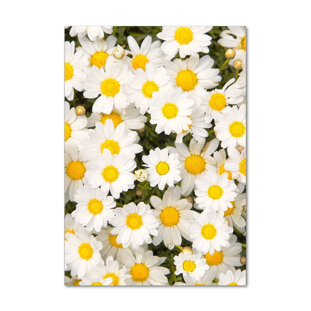 Tableau imprimé sur verre Fleurs de marguerite