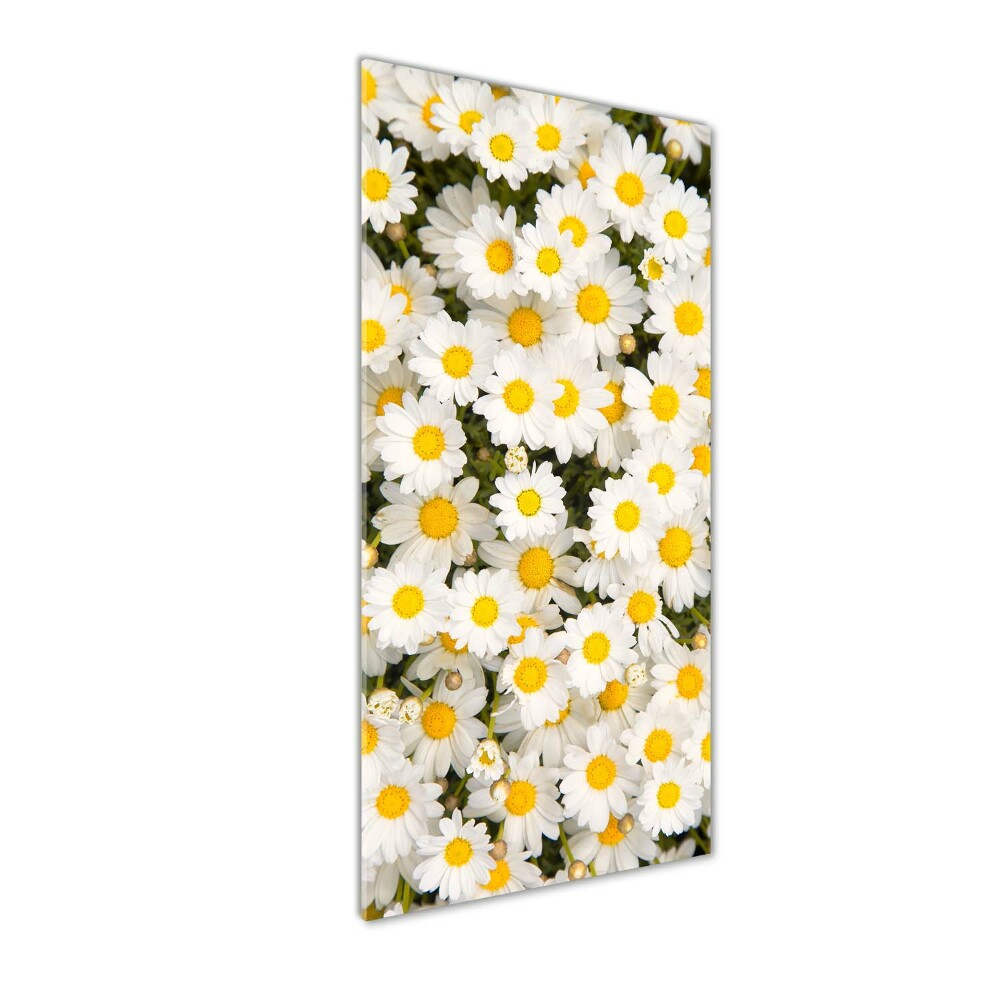 Tableau imprimé sur verre Fleurs de marguerite