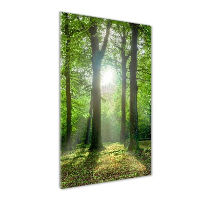 Tableau verre imprimé Coucher de soleil dans la forêt