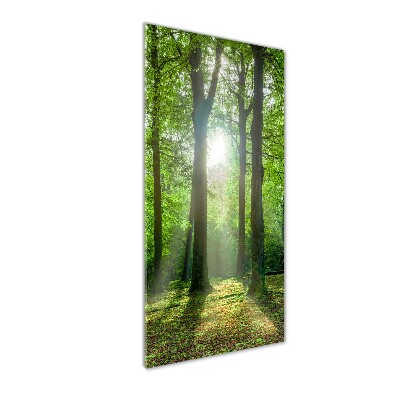 Tableau verre imprimé Coucher de soleil dans la forêt