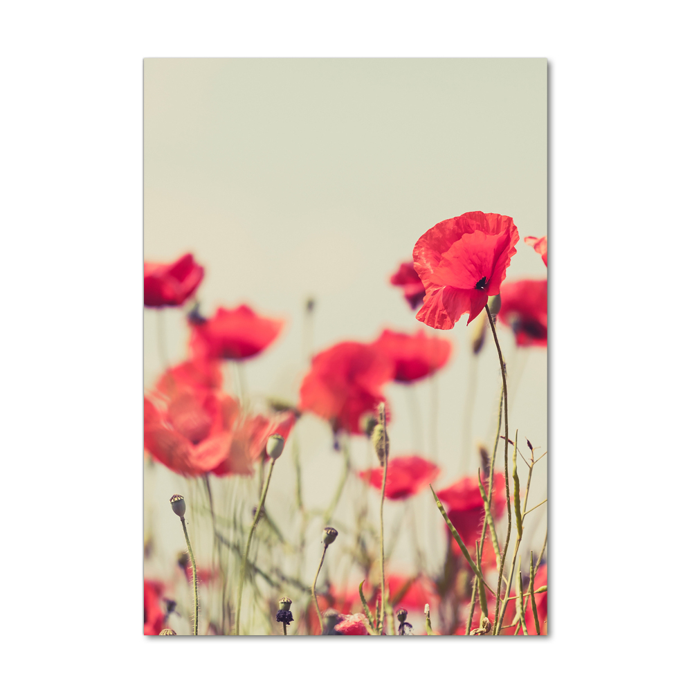 Tableau sur verre Coquelicots rouges