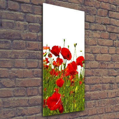 Tableau photo sur verre Champ de coquelicots