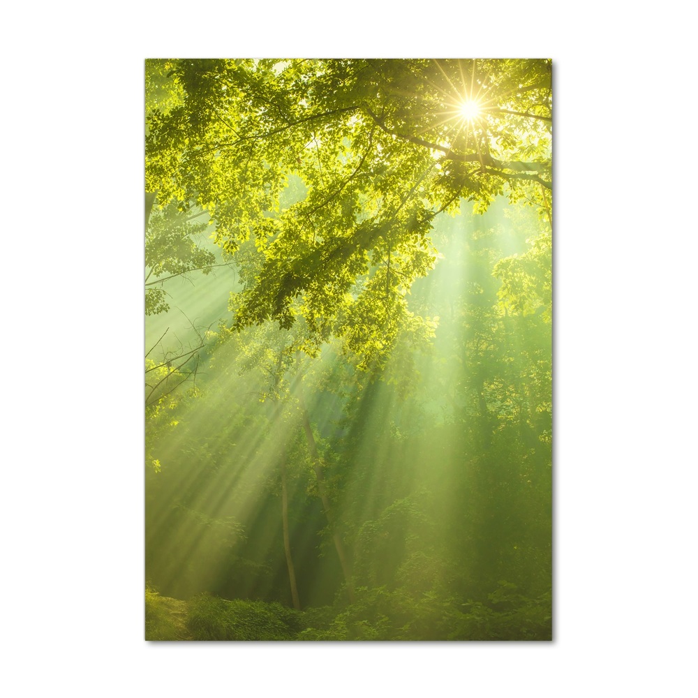 Tableau sur verre Soleil dans la forêt