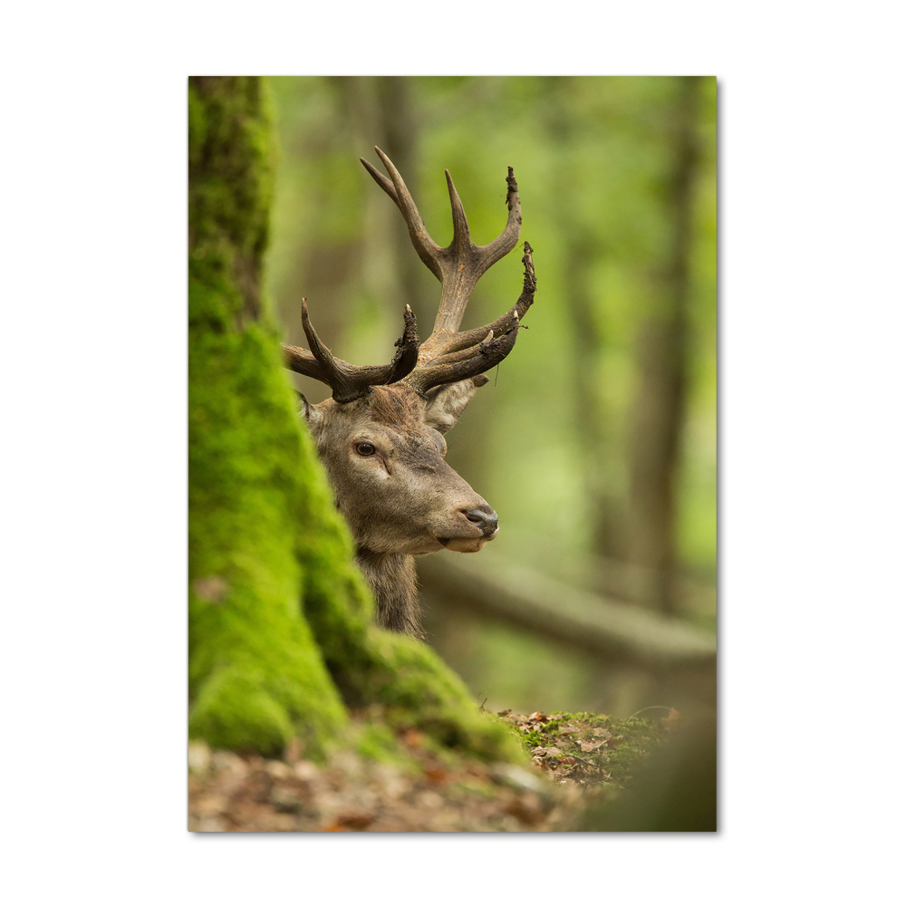 Tableau imprimé sur verre Cerf