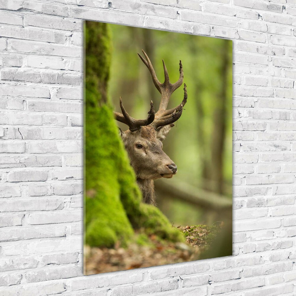 Tableau imprimé sur verre Cerf