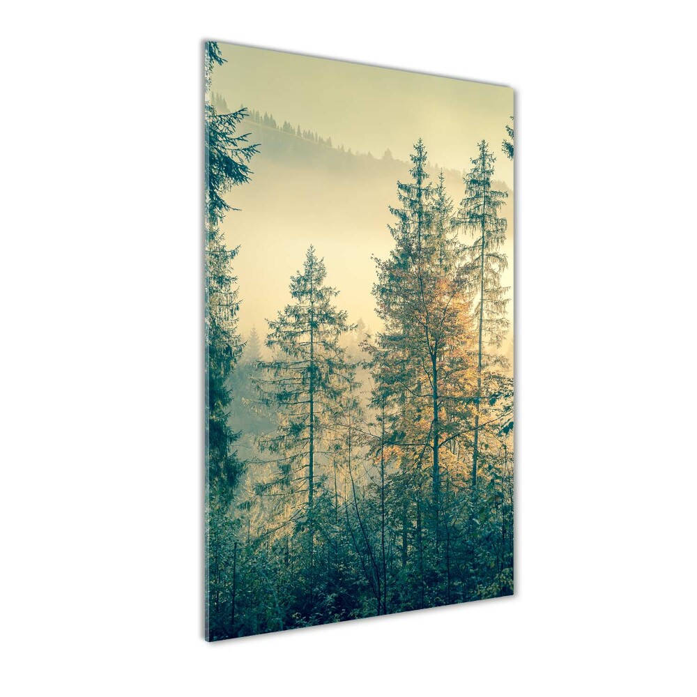 Tableau en verre Brume sur la forêt