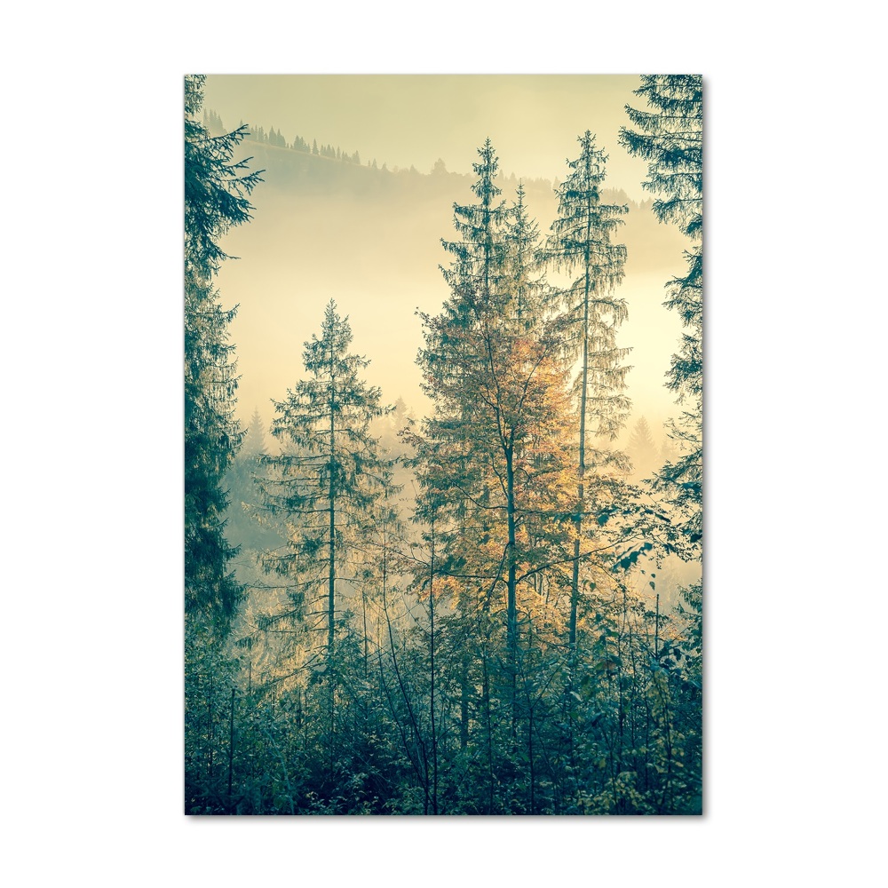 Tableau en verre Brume sur la forêt