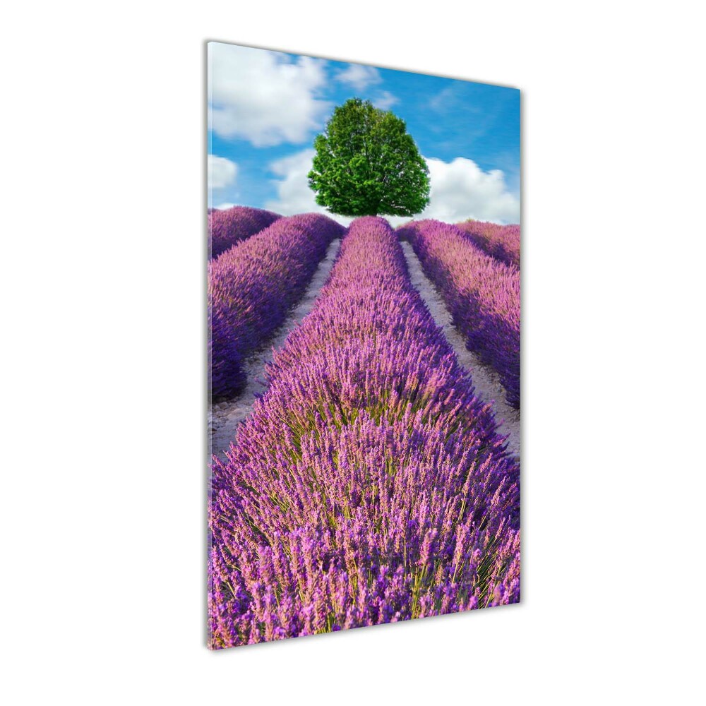 Tableau photo sur verre Champ de lavande violette